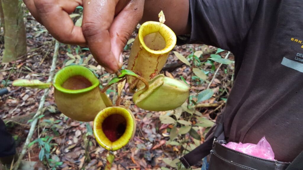 Nepenthes at Tanjung Leban RS