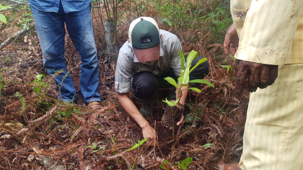 Revegetation activities at Tanjung Leban RS