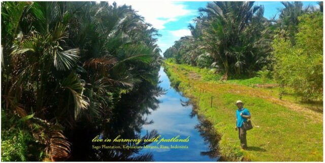 Sago plantations at Pulau Tebing Tinggi RS