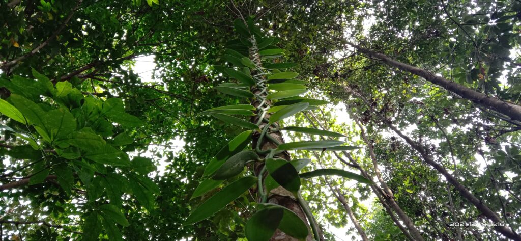 Vanilla tree at Tanjung Leban RS