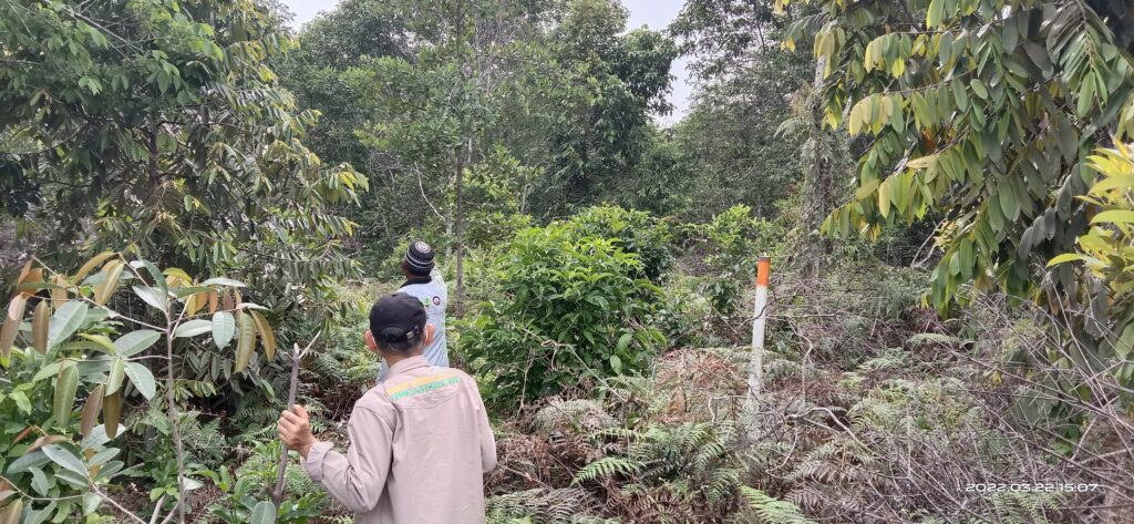 Forest at Tanjung Leban RS