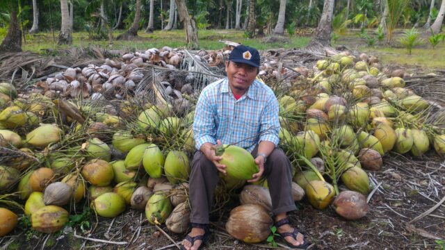 Coconut plantation at Pulau Tebing Tinggi RS