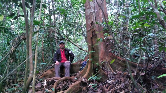 Pristine swamp forest at Pulau Tebing Tinggi RS