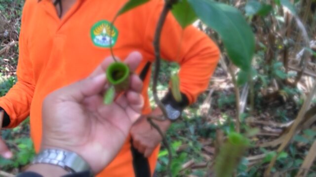 Nepenthes at Pulau Tebing Tinggi RS