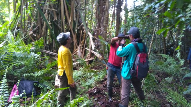 GWL monitoring at Pulau Tebing Tinggi RS